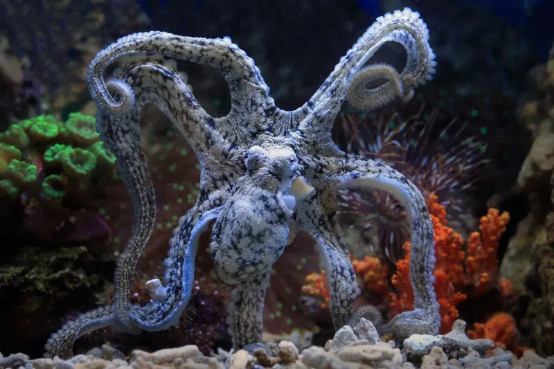 Eight Arms, No Center: The Distributed Mind of the Octopus and What It Reveals About Consciousness